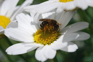 Margerite_FB.jpg Margerite_FB.jpg