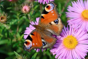 Pfauenauge_FB.jpg Pfauenauge_FB.jpg