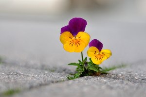 Hornveillchen_FB.jpg Hornveillchen_FB.jpg