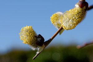 Weidenkätzchen_FB.jpg Weidenkätzchen_FB.jpg