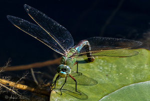 SDIM9946.jpg SDIM9946.jpg