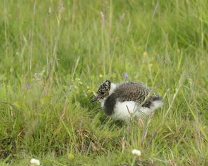 KiebitzJung.jpg KiebitzJung.jpg