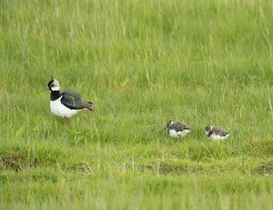 KiebitzJung01.jpg KiebitzJung01.jpg