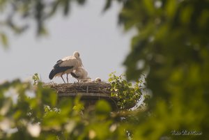 Small_DSC_8471.jpg Small_DSC_8471.jpg