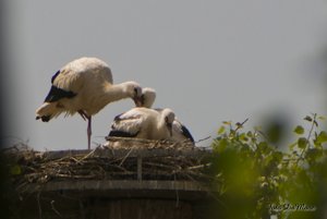 Small_DSC_8551.jpg Small_DSC_8551.jpg