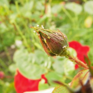 comp_DSCI1338.jpg comp_DSCI1338.jpg