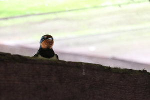 IMG_6689a.jpg IMG_6689a.jpg