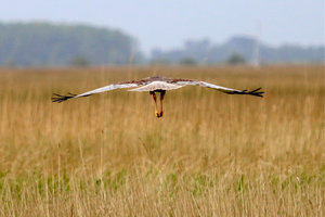 IMG_6744a.jpg IMG_6744a.jpg