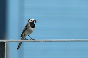 IMG_6832a.jpg IMG_6832a.jpg