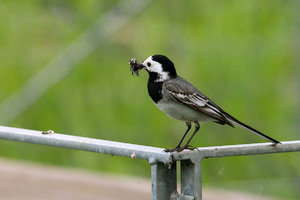 IMG_7385a.jpg IMG_7385a.jpg