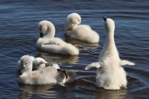 IMG_7525a.jpg IMG_7525a.jpg