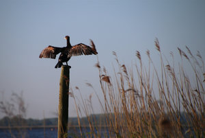 IMG_6950a.jpg IMG_6950a.jpg