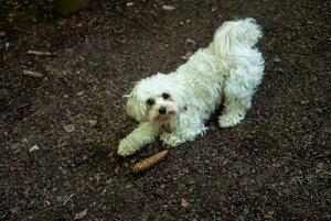 comp_2015-06-12_Hörschbachschlucht-2.jpg comp_2015-06-12_Hörschbachschlucht-2.jpg