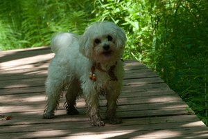 comp_2015-06-12_Hörschbachschlucht-8.jpg comp_2015-06-12_Hörschbachschlucht-8.jpg