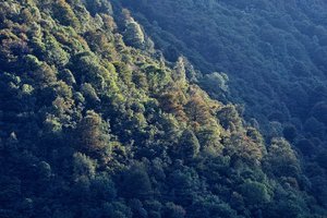 BF_SDIM7736 Kopie.jpg