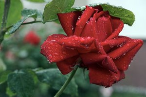 0002271_2015-06-18  ROSE.jpg