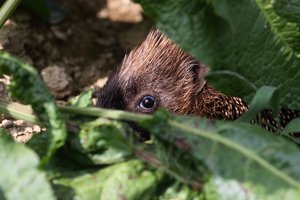 00000igel4.jpg