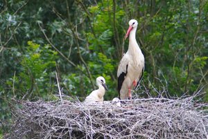 Small_DSC_9636.jpg Small_DSC_9636.jpg