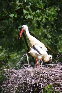 Small_DSC_9665.jpg Small_DSC_9665.jpg