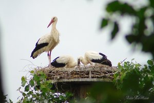 Small_DSC_9706.jpg Small_DSC_9706.jpg