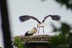 Small_DSC_9709.jpg Small_DSC_9709.jpg