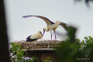 Small_DSC_9714.jpg Small_DSC_9714.jpg