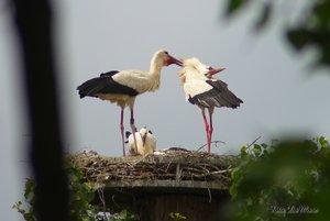 Small_DSC_9731.jpg Small_DSC_9731.jpg