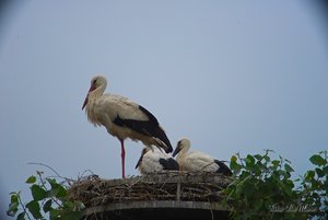 Small_DSC_9745.jpg Small_DSC_9745.jpg