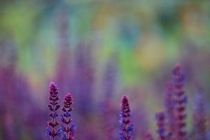 2015_06_21_SD9_Pancolar80mm_Mauerpark_Wiesensalbei_0023_VarB_DT03_1350x900pix.jpg 2015_06_21_SD9_Pancolar80mm_Mauerpark_Wiesensalbei_0023_VarB_DT03_1350x900pix.jpg