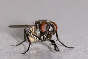 Fliege-2.jpg