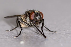 Fliege-3.jpg