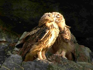 comp_DMC-GX7 - P1670798.RW21.jpg comp_DMC-GX7 - P1670798.RW21.jpg