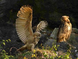 comp_DMC-GX7 - P1670863.RW21.jpg comp_DMC-GX7 - P1670863.RW21.jpg