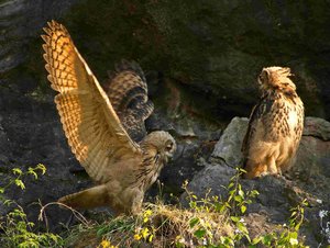 comp_DMC-GX7 - P1670862.RW2_21.jpg comp_DMC-GX7 - P1670862.RW2_21.jpg