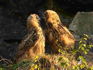 comp_DMC-GX7 - P1670845 (2).RW21.jpg comp_DMC-GX7 - P1670845 (2).RW21.jpg