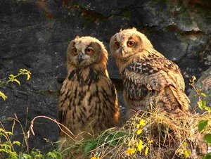 comp_DMC-GX7 - P1670890 (2).RW21.jpg comp_DMC-GX7 - P1670890 (2).RW21.jpg