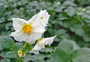 P1020036 ä_Bildgröße ändern.jpg