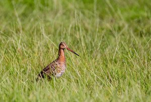 1comp_DSC_8025, Uferschnepfe.jpg 1comp_DSC_8025, Uferschnepfe.jpg