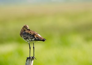 2comp_DSC_8043b, Uferschnepfe.jpg 2comp_DSC_8043b, Uferschnepfe.jpg