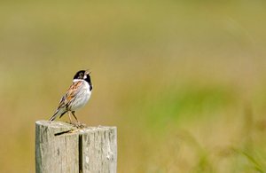 9comp_DSC_7994b, Rohrammer.jpg 9comp_DSC_7994b, Rohrammer.jpg