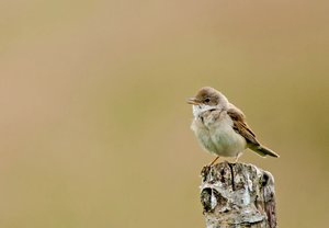 10comp_DSC_8203e.jpg 10comp_DSC_8203e.jpg