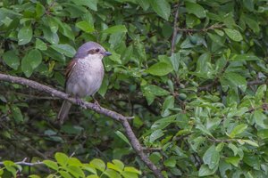 IMG_9061.jpg IMG_9061.jpg