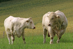 IMG_8032a.jpg IMG_8032a.jpg