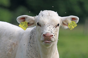 IMG_6082a.jpg IMG_6082a.jpg