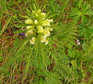 Wildsteig  2015   130_Bildgröße ändern.jpg