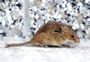 Mause Auf Meiner Terrasse