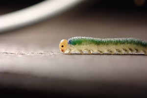 bf_0016.jpg bf_0016.jpg