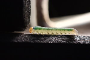 bf_0019.jpg bf_0019.jpg