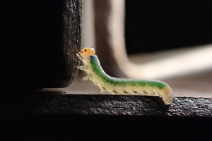 bf_0020.jpg bf_0020.jpg