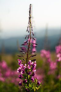 für Fotoforum (51 von 5).jpg